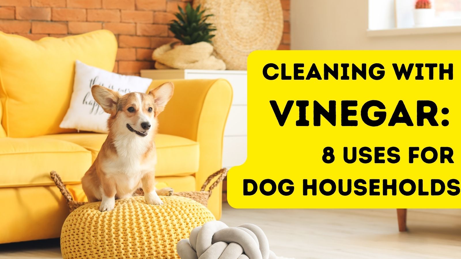 does white vinegar keep dogs away