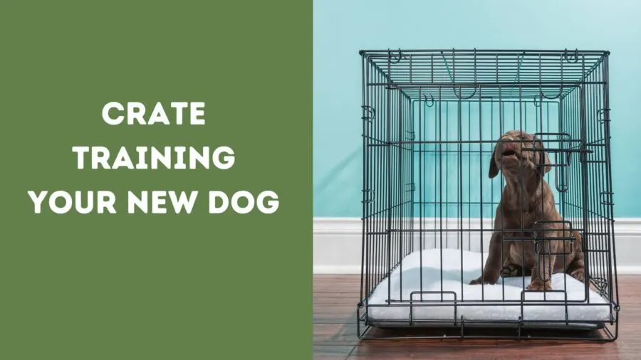 Crate Training Your New Dog
