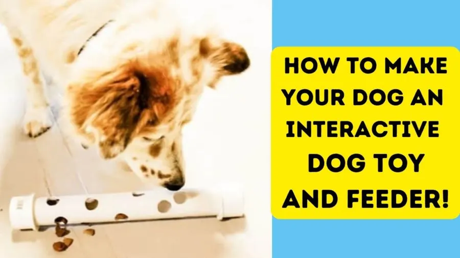 DIY: How to Make an Interactive Dog Toy