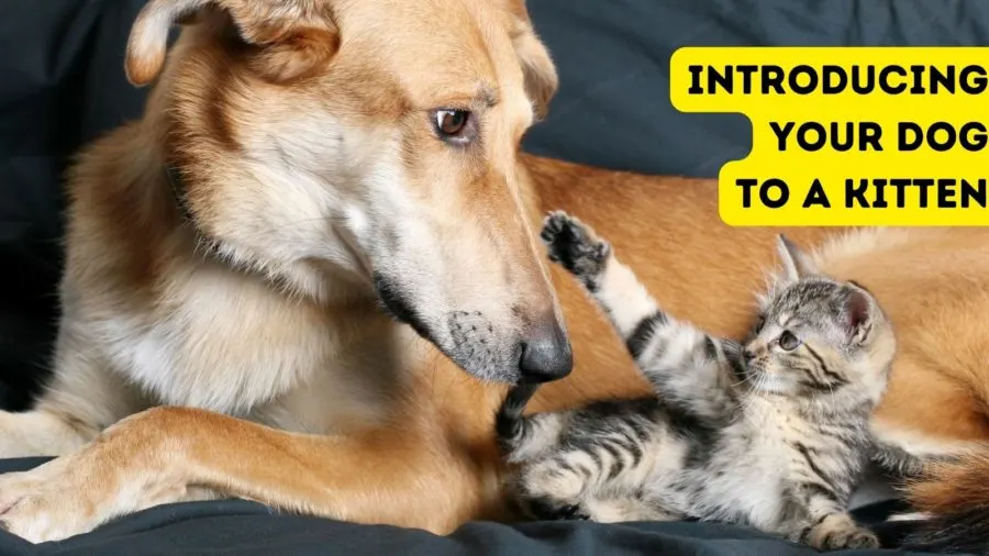Introducing Your Dog to a Kitten