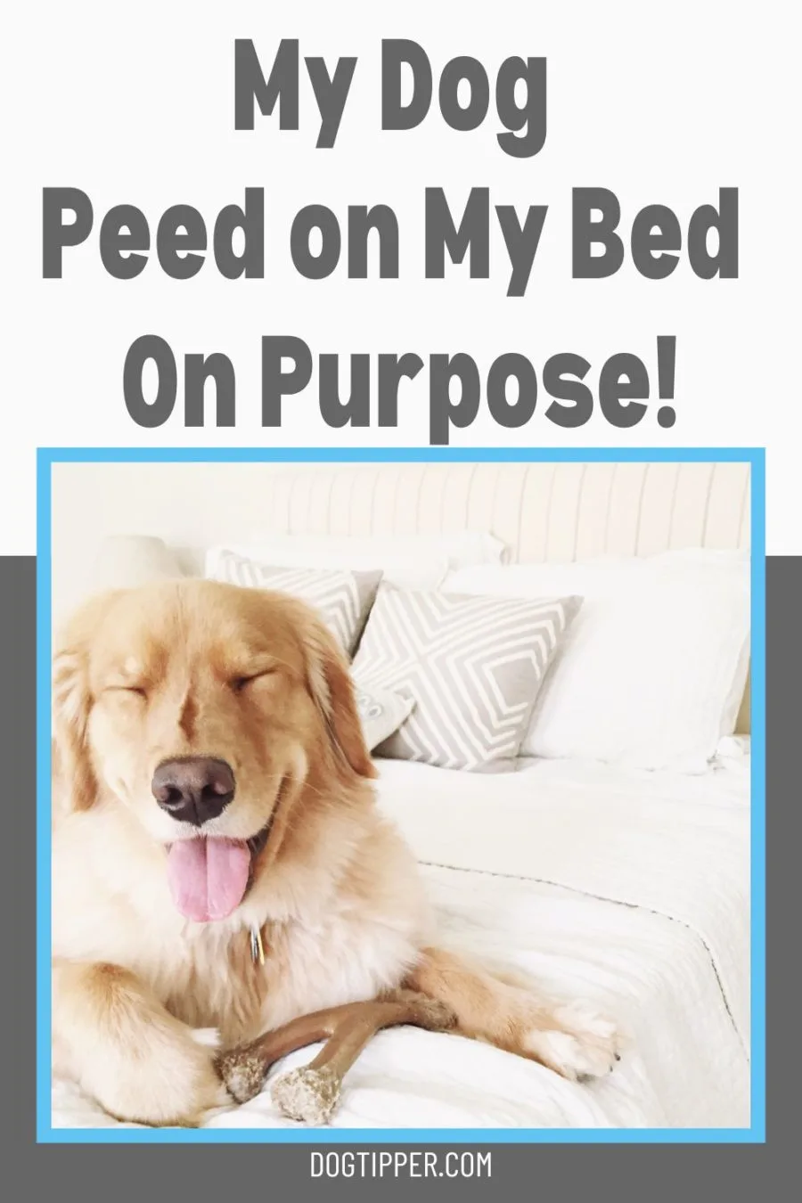 My Dog Peed on My Bed on Purpose!