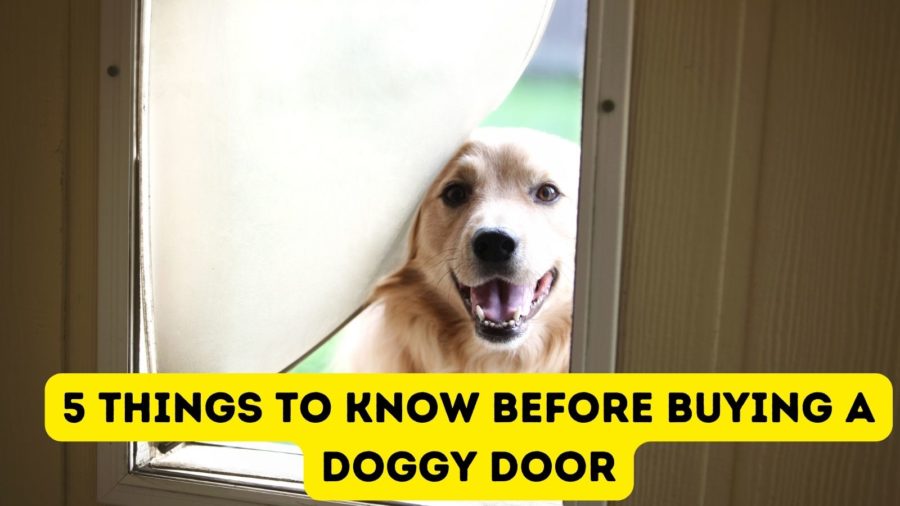 5 things you need to know before buying a doggy door