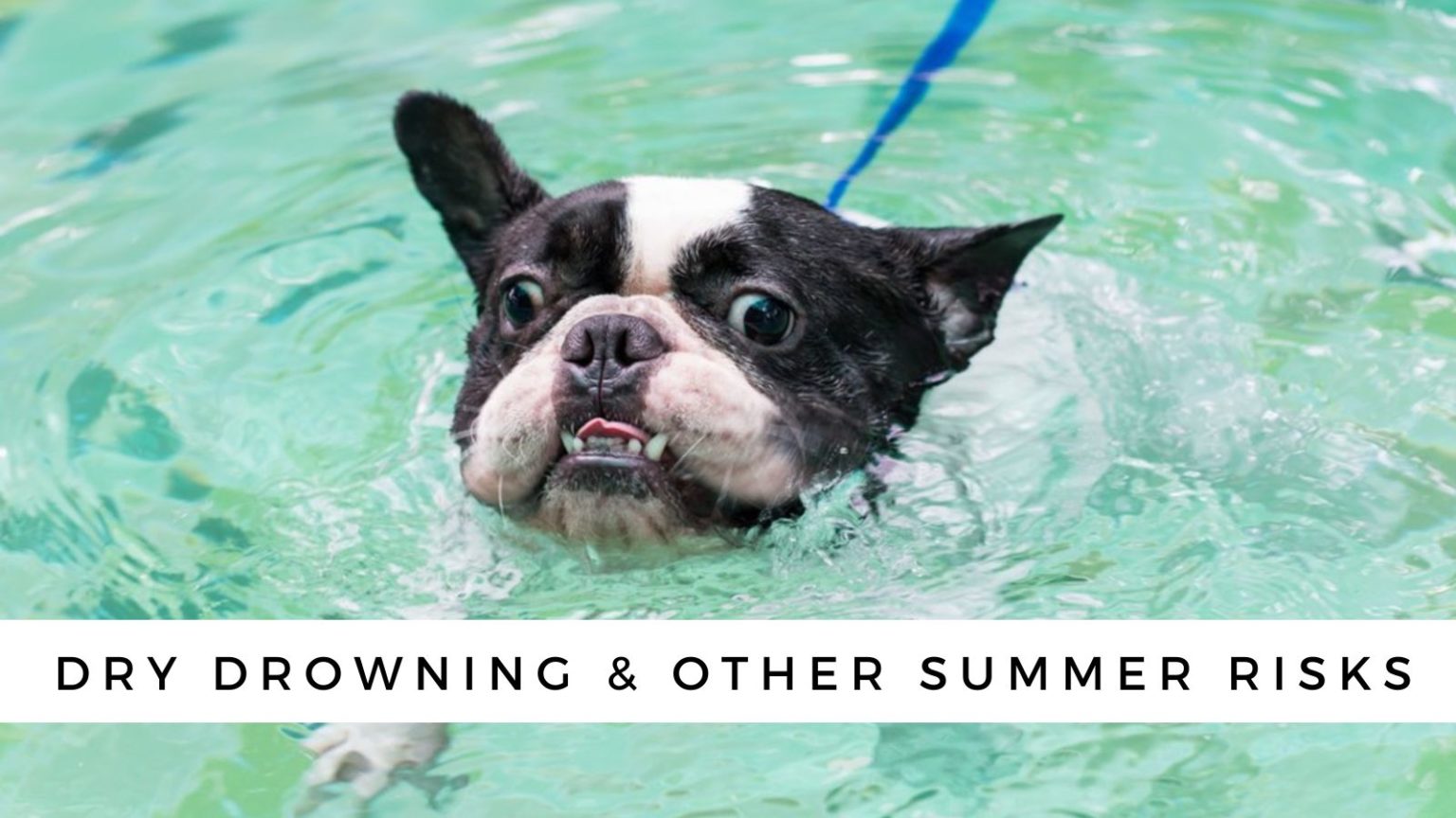 Dry Drowning in Dogs: Is Your Dog at Risk?