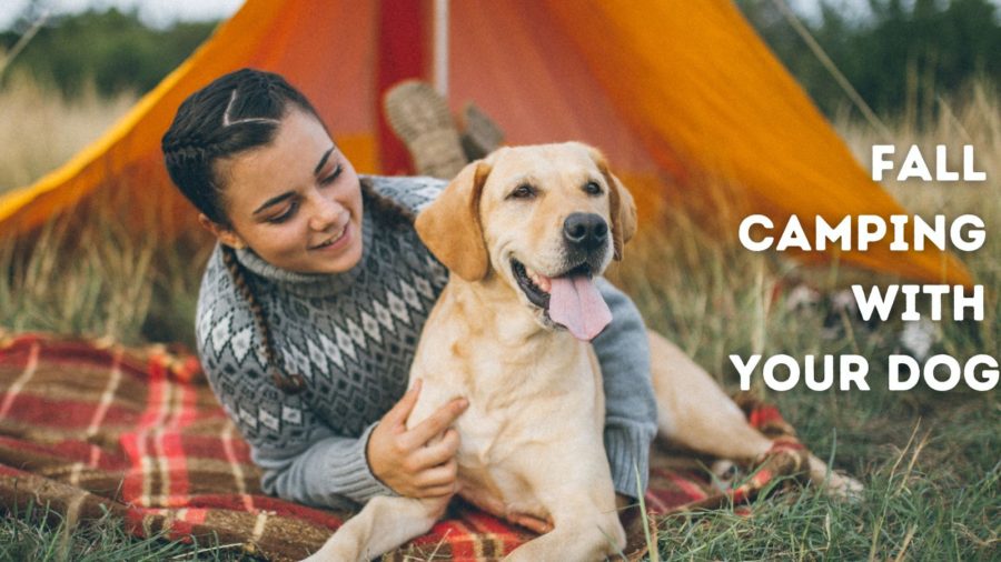 Fall camping with your dog