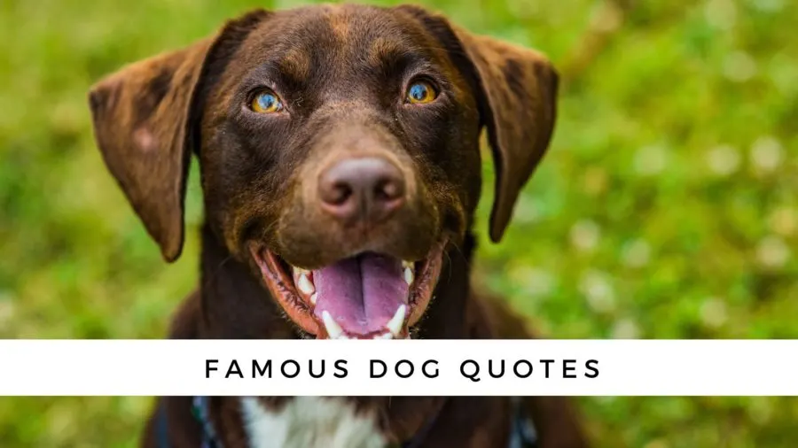 100+ Dog Quotes 