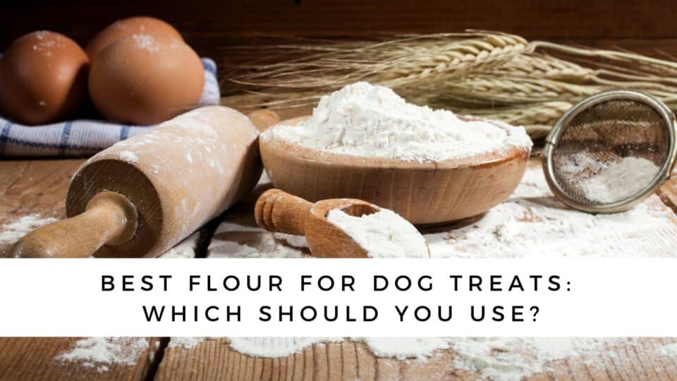 What's the Best Flour for Dog Treats?