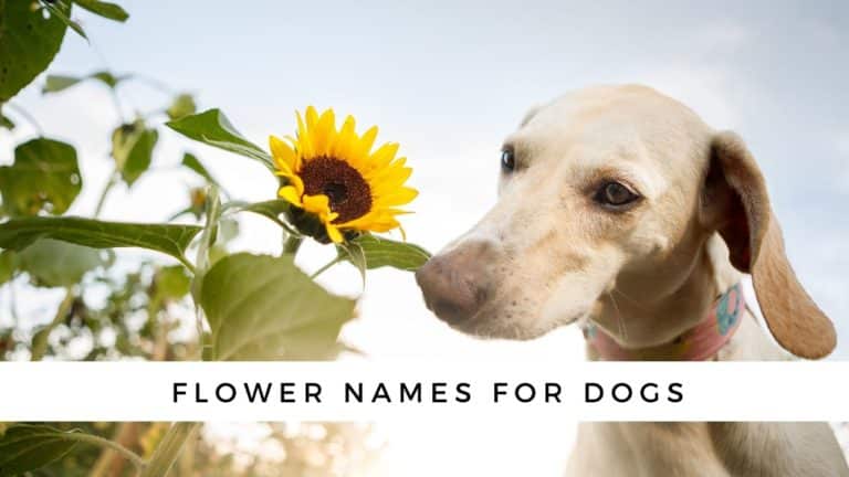 200+ Flower Names for Dogs {& Your Dog’s Birth Flower!}