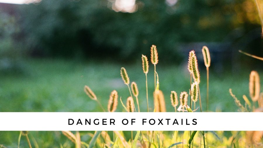 danger of foxtails to your dog