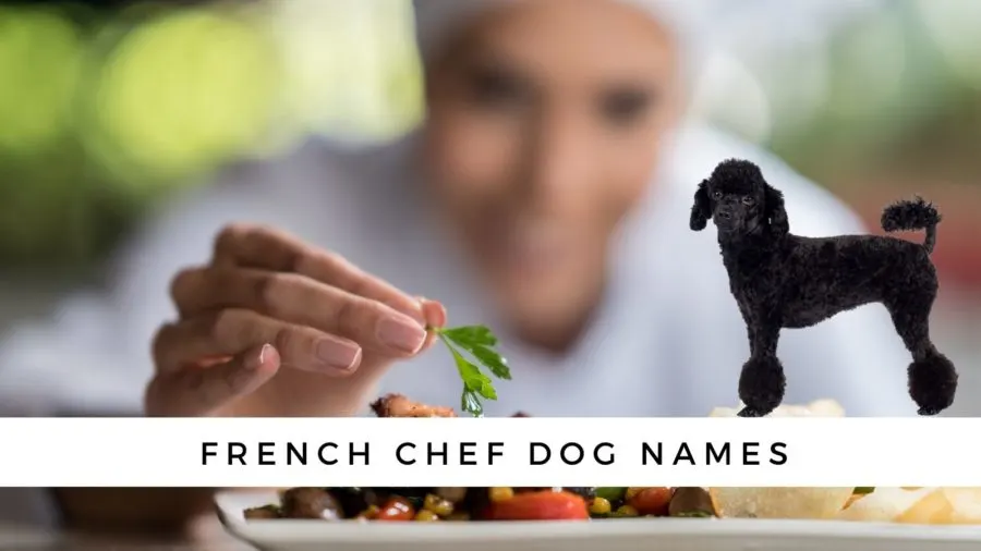 French dog names inspired by famous French chefs