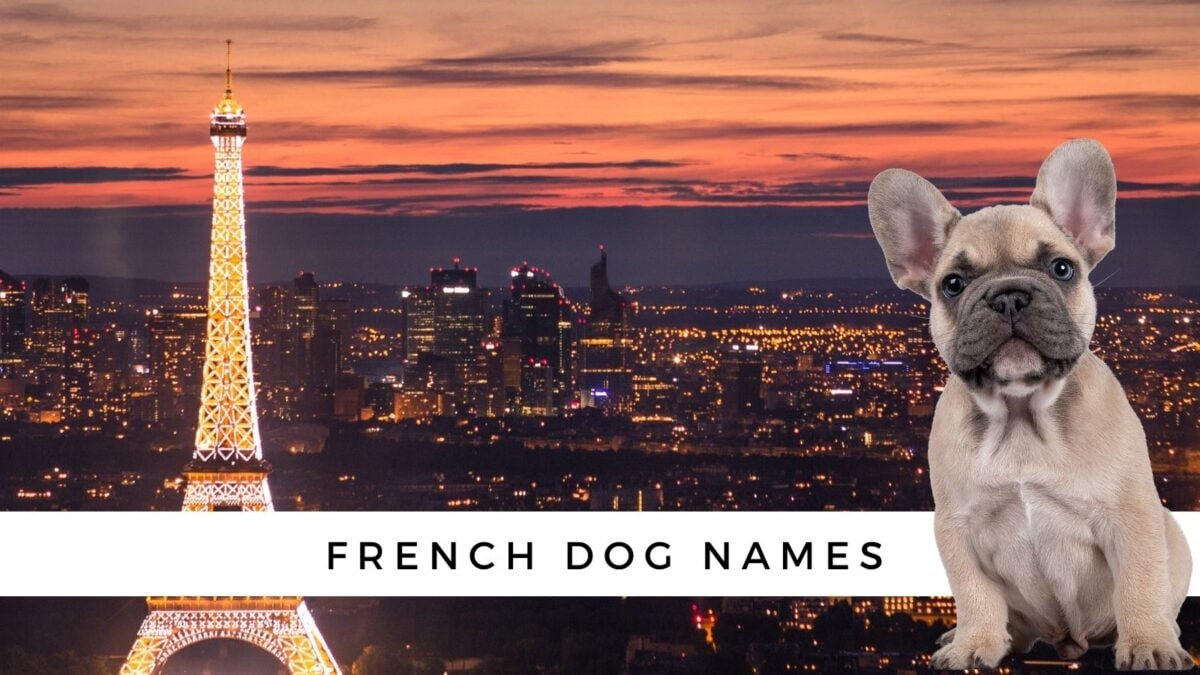 400 French Dog Names {and their meanings!}