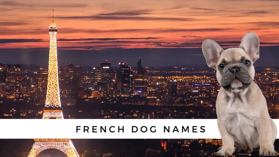 French names for dogs