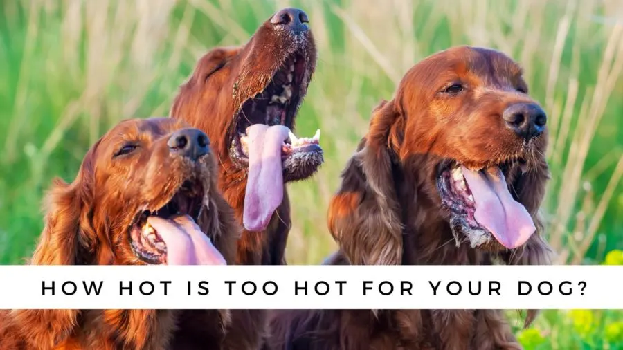 at what temperature does a dog overheat