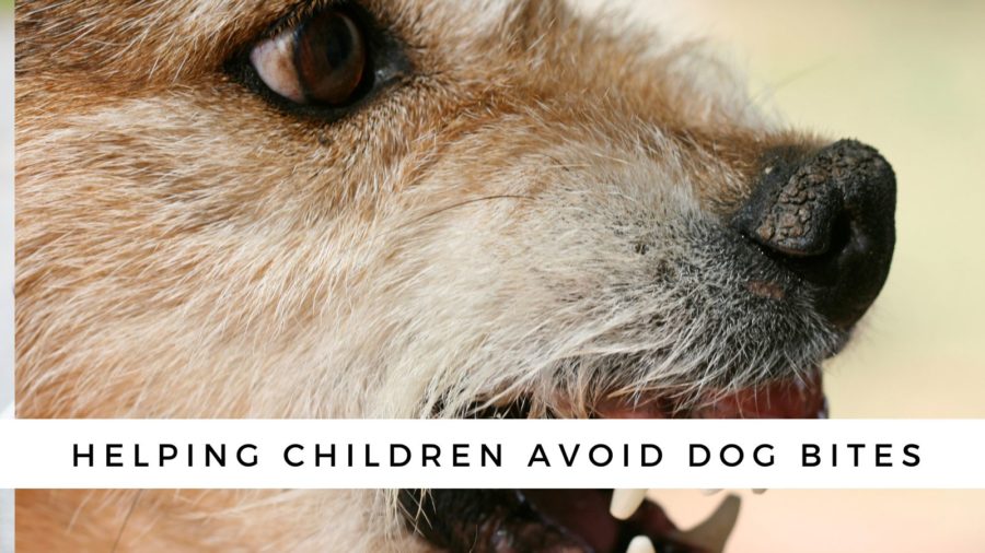helping children avoid dog bites