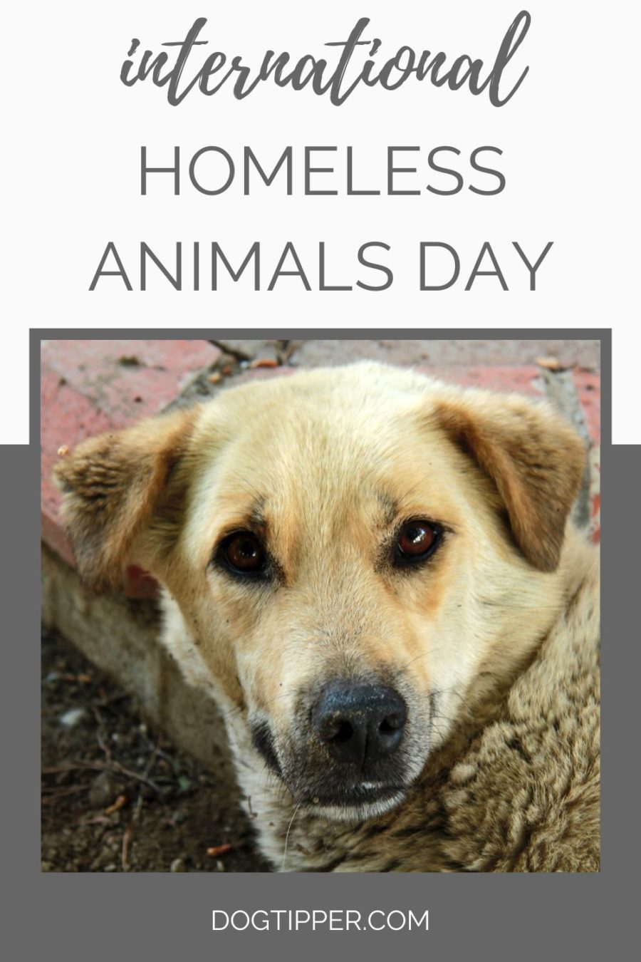 International Homeless Animals Day