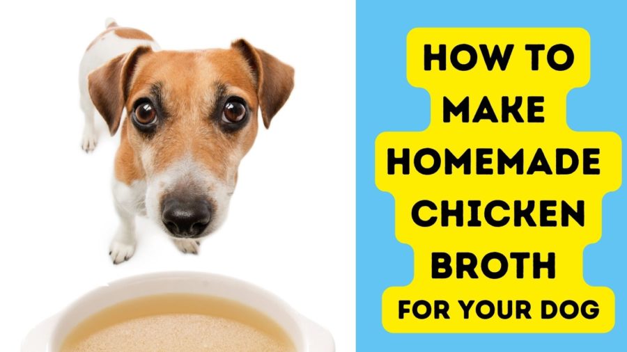 How to Make Homemade Chicken Broth for Your Dog