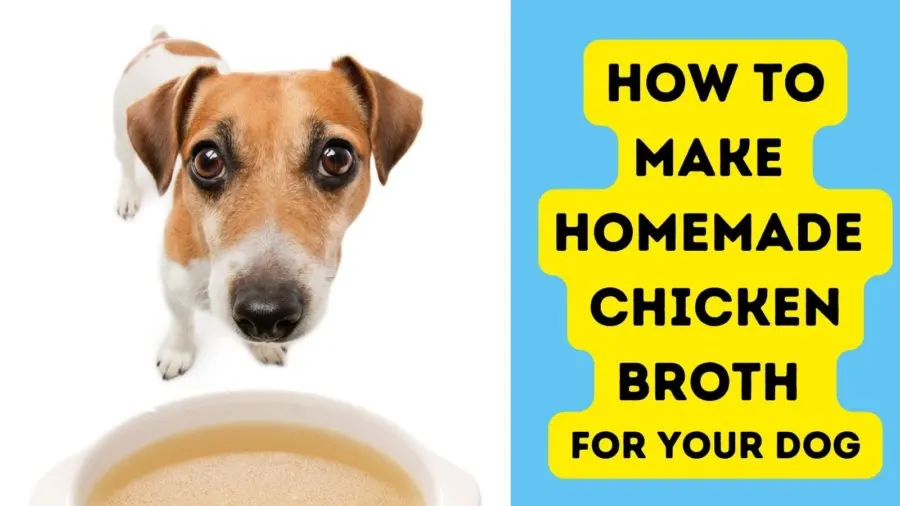 How to Make Homemade Chicken Broth for Your Dog