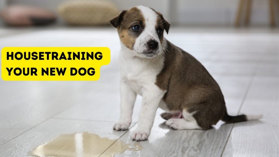 Housetraining Your New Dog