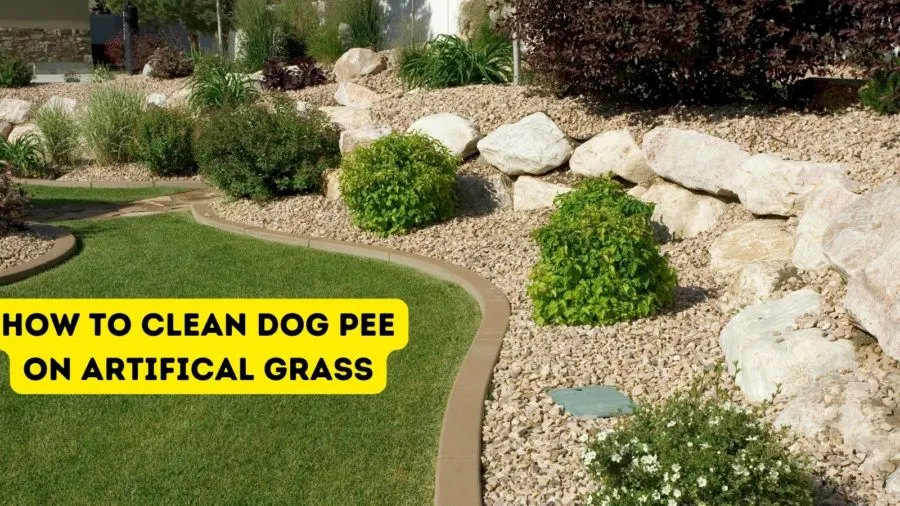 How to get rid of the smell of dog urine from artificial grass 