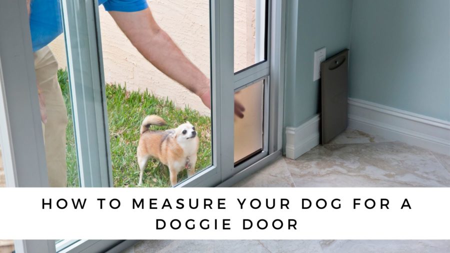 How to Measure Your Dog's Height for a Doggie Door