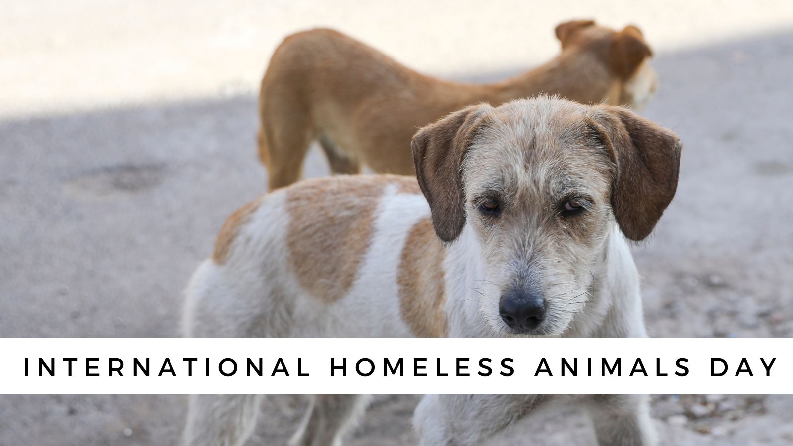 International Homeless Animals Day (2023)