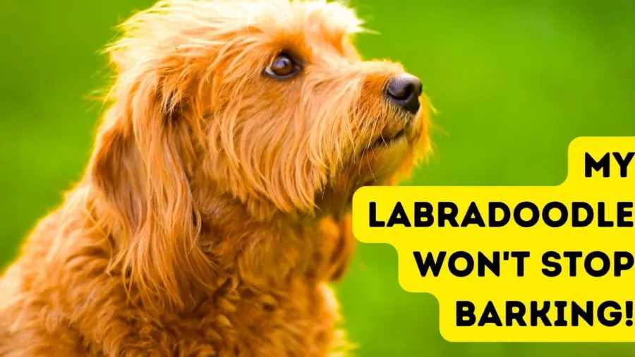 My Labradoodle won't stop barking!