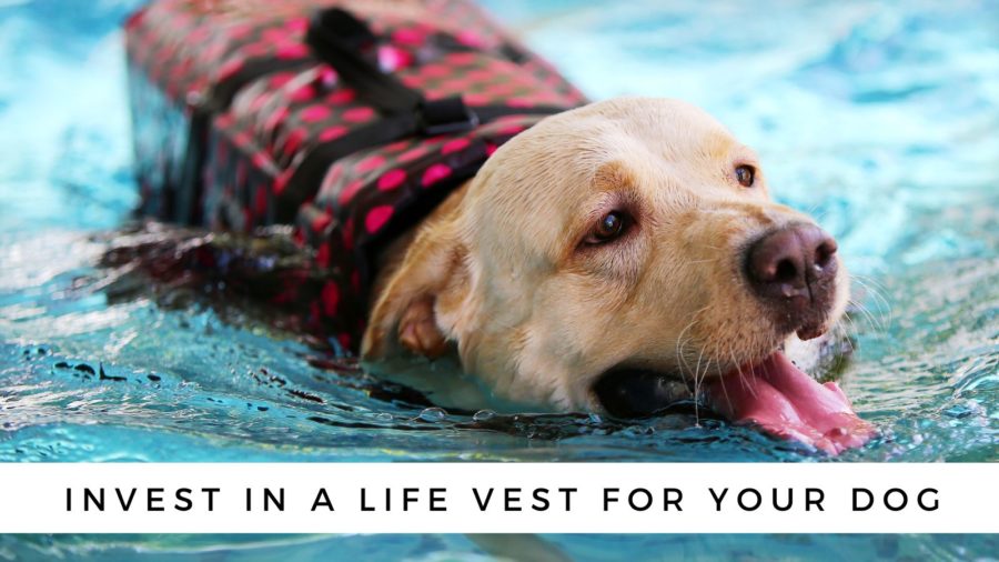 Invest in a Life Vest for Your Dog