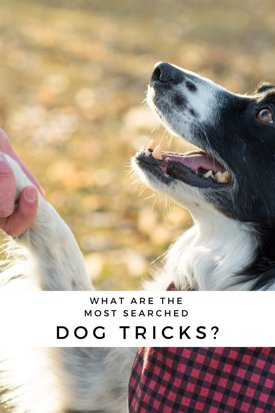 Most searched dog tricks