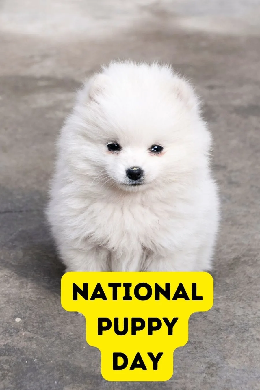 National Puppy Day is held on March 23.