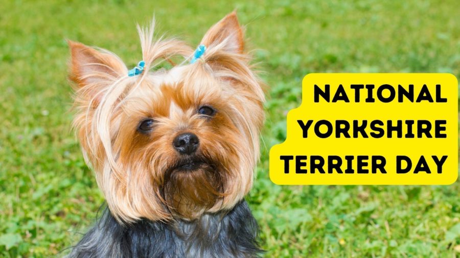 National Yorkshire Terrier Day & National Yorkie Day!