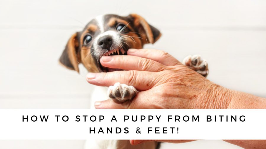 How to Stop a Puppy from Biting Your Feet & Hands!