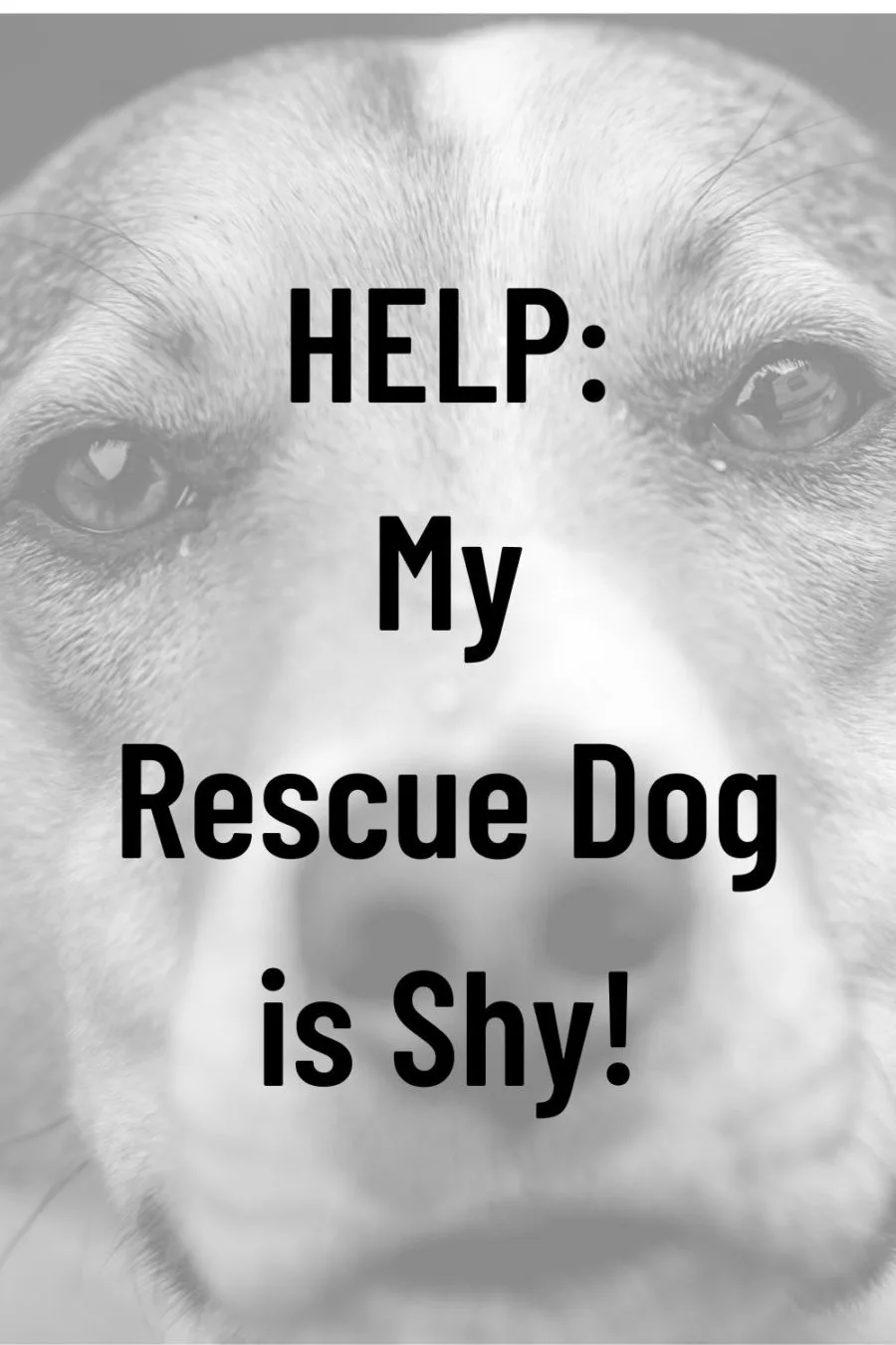My Rescue Dog is Shy--dog trainer advice