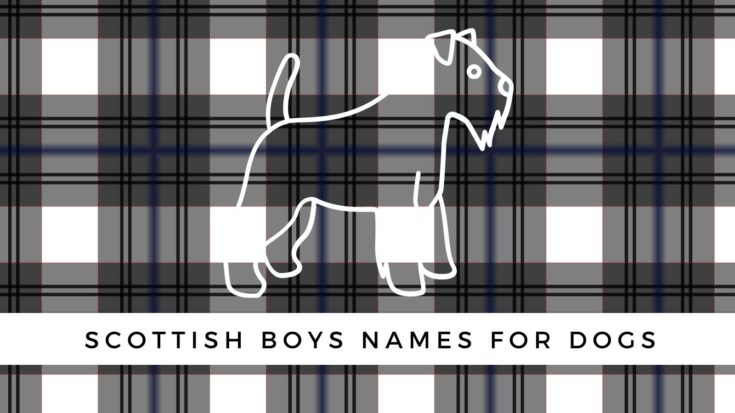 500 Scottish Dog Names For Your Lad Or Lass