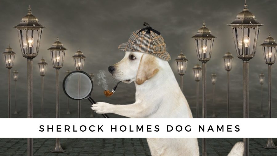Sherlock Holmes dog names