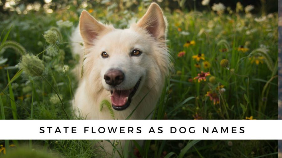 State Flowers as Puppy Names