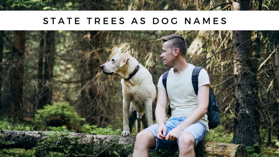 State Trees as Dog Names