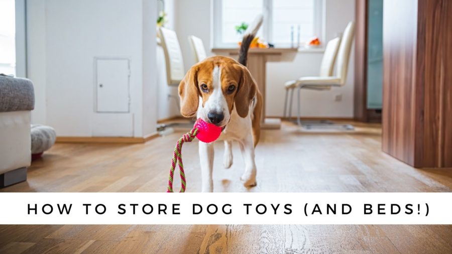 How to Store Dog Toys (and Beds!)
