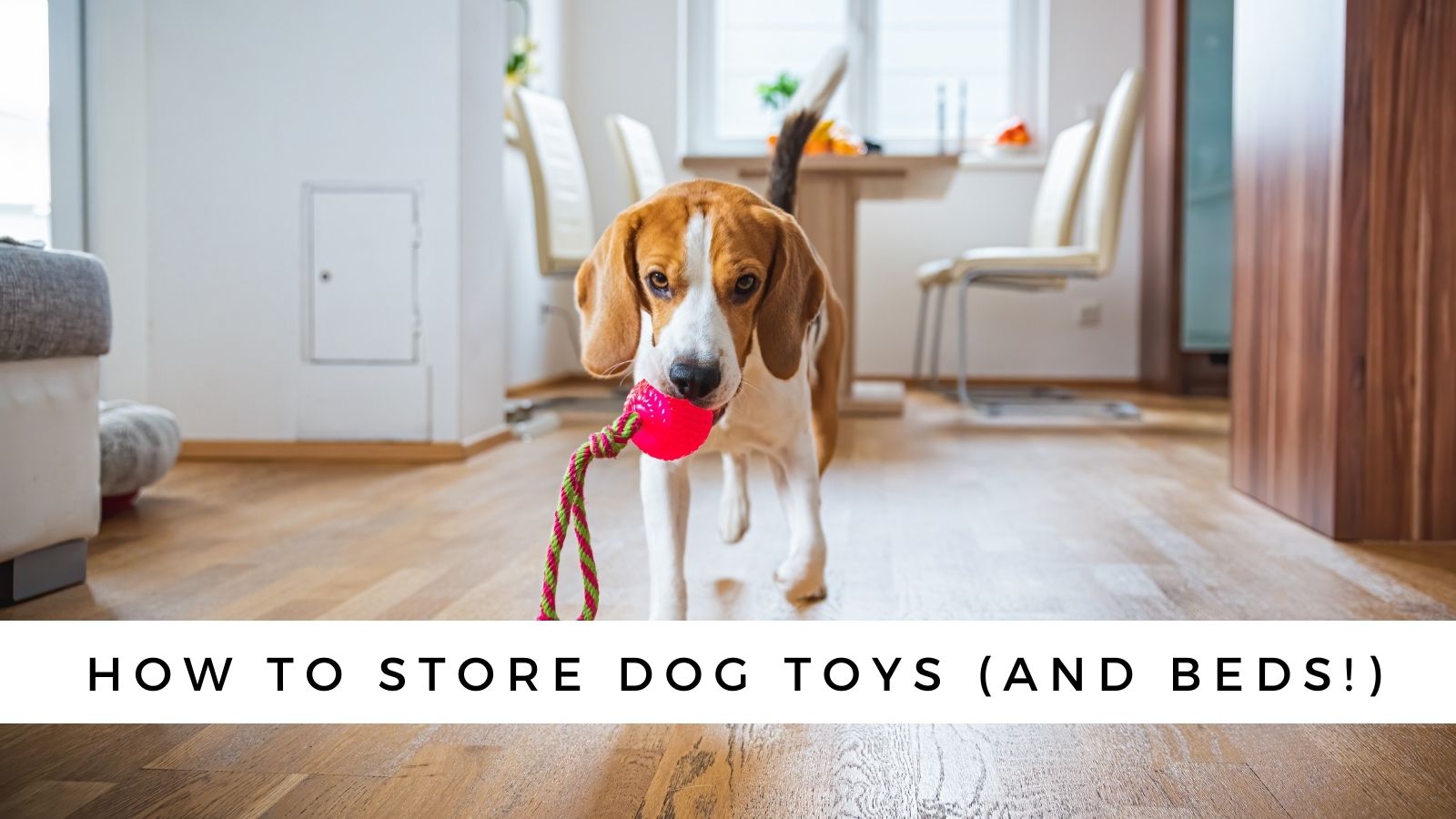Spoil your dog with these toys, treats, beds and more - Good