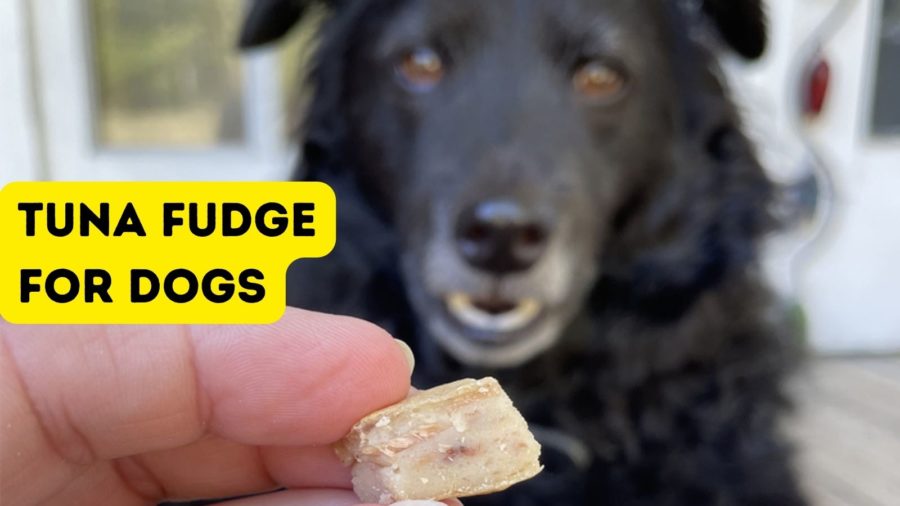 tuna fudge for dogs - recipe