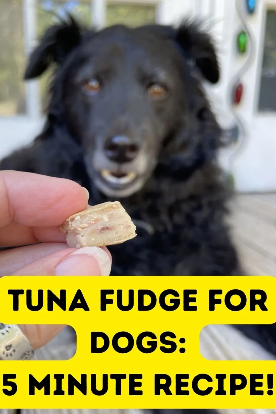 Tuna Fudge for Dogs Recipe
