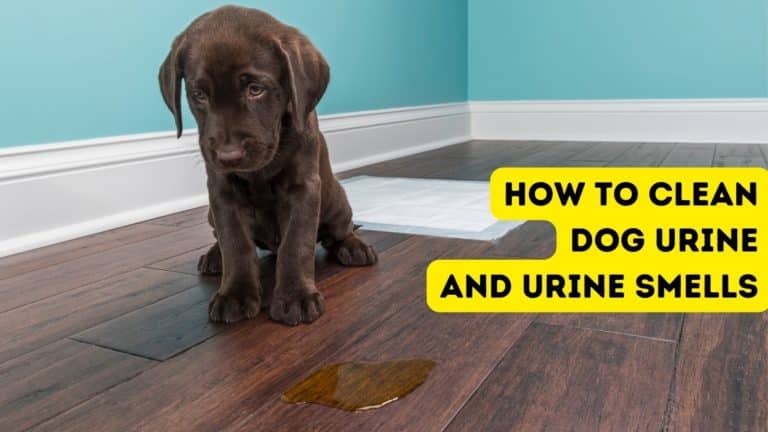 Dog Pee: How to Clean Dog Urine & Urine Smells on Carpet, Floors and Outdoor Surfaces
