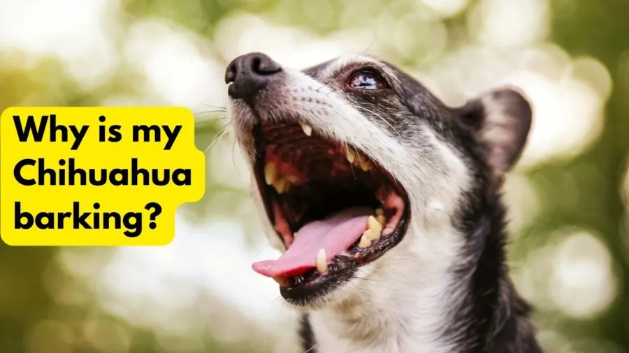 why is my Chihuahua barking?