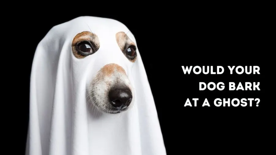 Would your dog bark at a ghost?