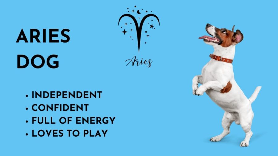 Aires Dog -- Zodiac sign of your dog