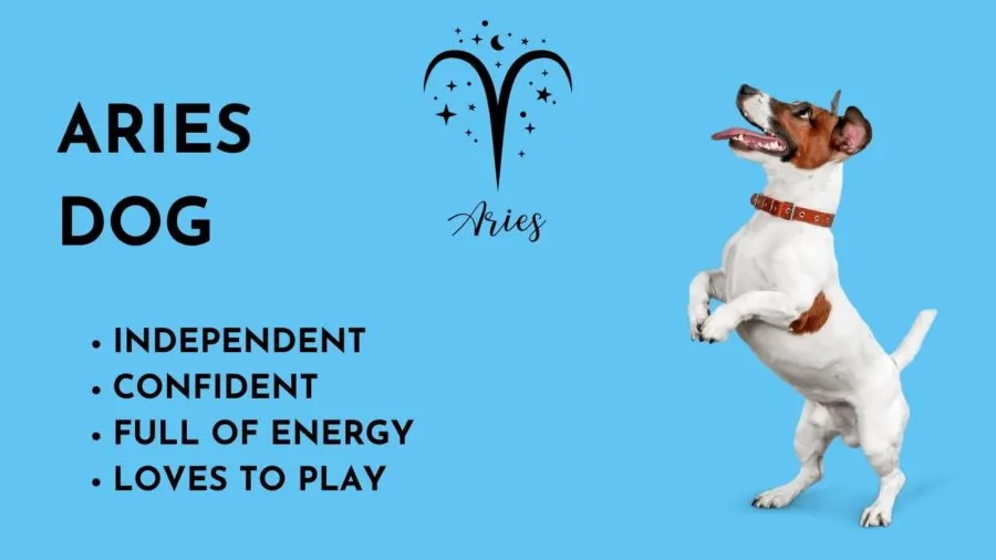 Dog Astrology Decode Your Dog S Personality By Zodiac Sign