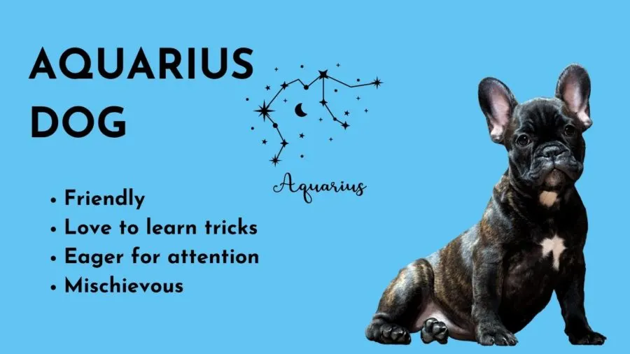 Aquarius Dog -- Zodiac sign of your dog