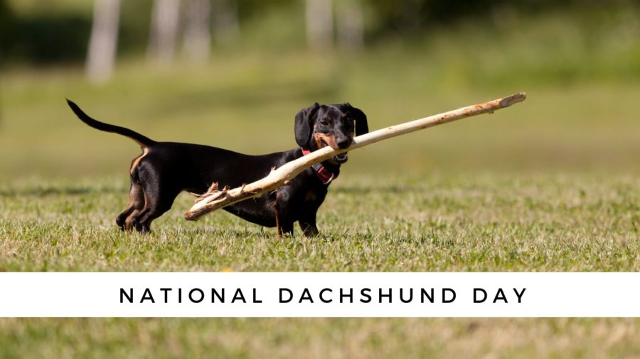 National Dachshund Day