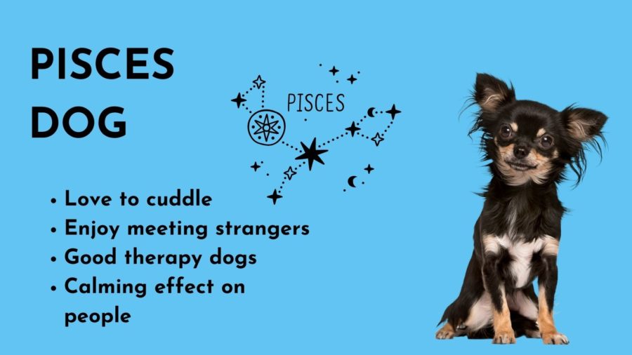 Pisces Dog -- Zodiac sign of your dog