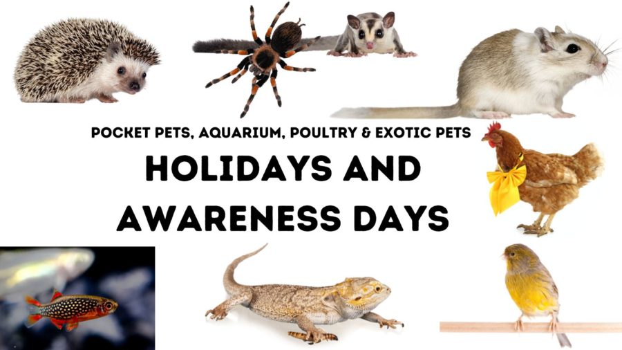 Pocket Pets, Aquarium, Poultry and Exotic Pets: Holidays and Awareness Days for pets ranging from sugar gliders to tarantulas!