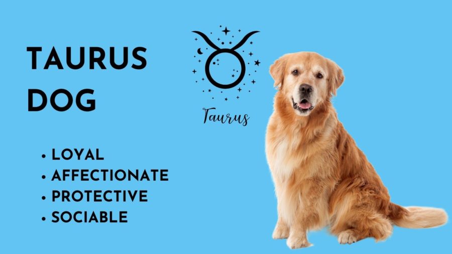 Taurus Dog -- Zodiac sign of your dog