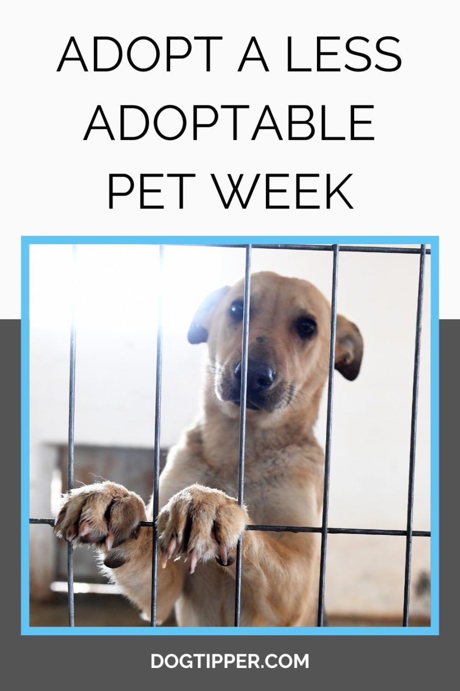 Petfinder's Adopt a Less Adoptable Pet Week 